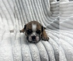 Small Photo #4 English Bulldog Puppy For Sale in DURANT, OK, USA