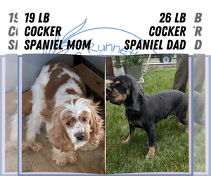 Mother of the Cocker Spaniel puppies born on 07/16/2025