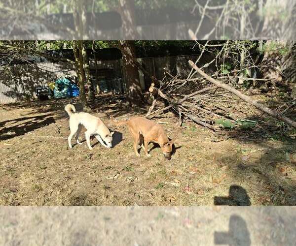 Medium Photo #23 Black Mouth Cur-Unknown Mix Puppy For Sale in Sebec, ME, USA