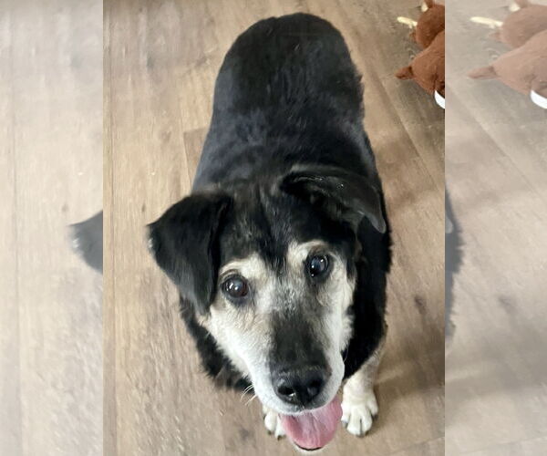 Medium Photo #1 Mutt Puppy For Sale in Plainfield, IL, USA