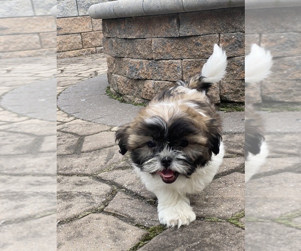 Medium Photo #6 Shih Tzu Puppy For Sale in CANOGA, NY, USA