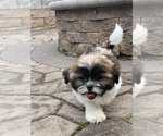 Small #5 Shih Tzu