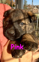 Small Photo #55 German Shepherd Dog Puppy For Sale in BROOKEVILLE, MD, USA