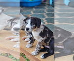 Small #1 Catahoula Leopard Dog Mix