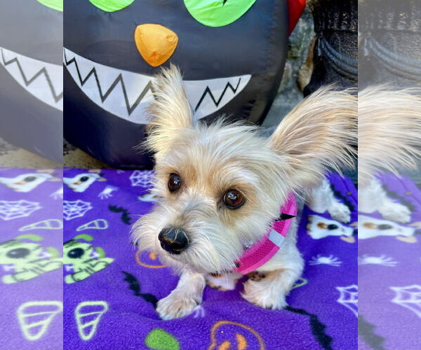 Medium Photo #6 Mutt Puppy For Sale in Allentown,, PA, USA