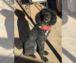 Small #1 Poodle (Standard) Mix