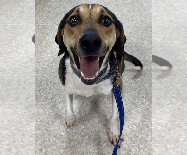 Medium Photo #10 Treeing Walker Coonhound-Unknown Mix Puppy For Sale in Germantown, OH, USA