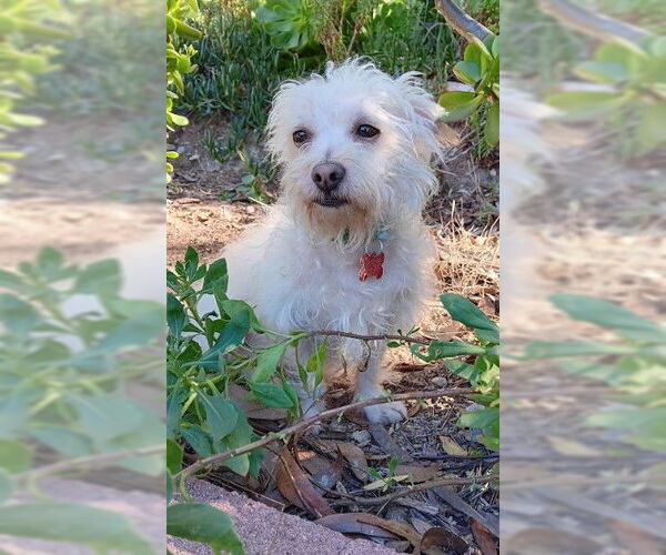 Medium Photo #4 Mutt Puppy For Sale in San Diego, CA, USA