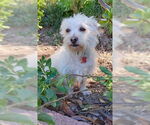 Small #3 Mutt