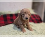 Small #13 Goldendoodle