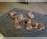 Small Photo #9 Brittany Puppy For Sale in CULPEPER, VA, USA