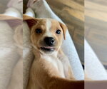 Small #2 Chihuahua Mix