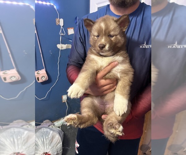 Medium Photo #5 Siberian Husky Puppy For Sale in LINCOLN, IL, USA