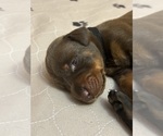 Small #8 Doberman Pinscher