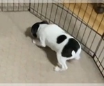 Small Photo #4 Boston Terrier Puppy For Sale in GLOUCESTER, VA, USA