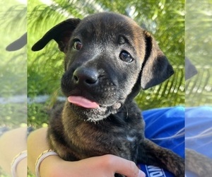 Mastiff Puppy for Sale in LAND O LAKES, Florida USA