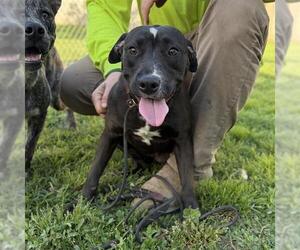 Mutt Dogs for adoption in Modesto, CA, USA