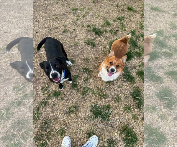 Medium Photo #6 Mutt Puppy For Sale in Sandy, UT, USA