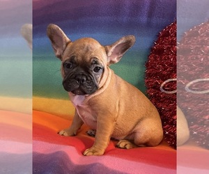 French Bulldog Puppy for sale in LEBANON, MO, USA