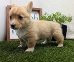 Small #7 Pembroke Welsh Corgi