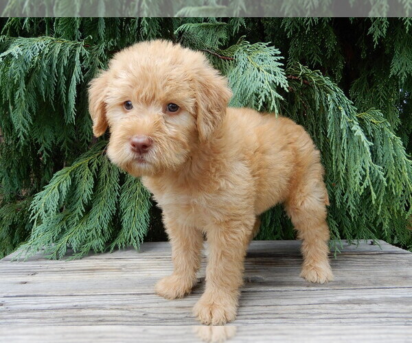 Medium Photo #3 Labradoodle Puppy For Sale in MILLERSBURG, OH, USA