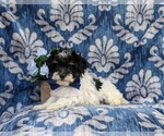 Small Photo #3 Maltipoo Puppy For Sale in NEW PROVIDENCE, PA, USA