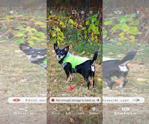 Medium Photo #4 Chipin Puppy For Sale in Westminster, MD, USA