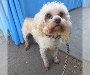 Poodle (Miniature)-Unknown Mix Dogs for adoption in Long Beach, CA, USA