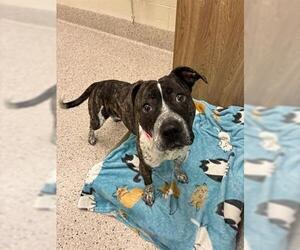 American Pit Bull Terrier Dogs for adoption in Brighton, CO, USA