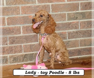 Mother of the Cavapoo puppies born on 05/08/2025