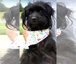 Small #2 Shih Tzu Mix