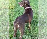 Small #4 Chocolate Labrador retriever-Rottweiler Mix