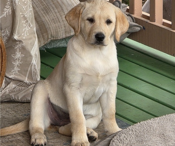 Medium Photo #3 Labrador Retriever Puppy For Sale in GRAHAM, WA, USA
