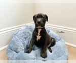 Image preview for Ad Listing. Nickname: Panther