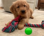 Small #1 Golden Retriever