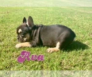 French Bulldog Puppy for sale in CORAL SPRINGS, FL, USA