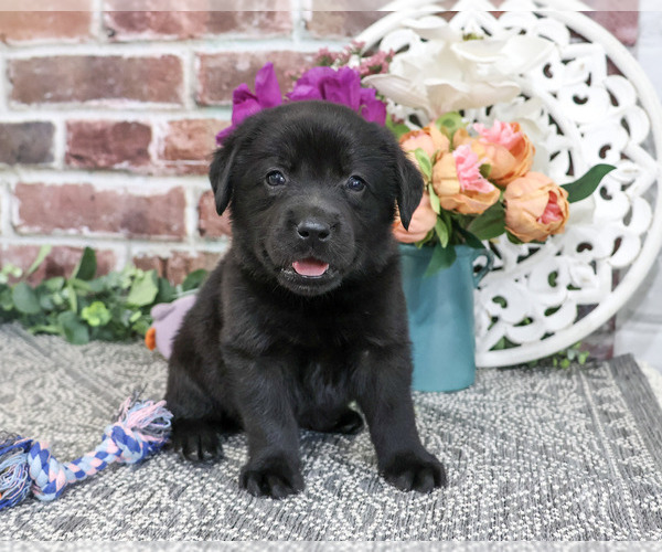 Medium Photo #1 Labrador Retriever Puppy For Sale in SYRACUSE, IN, USA