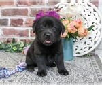Small Labrador Retriever