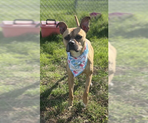 Medium Photo #3 Mutt Puppy For Sale in Forestville, MD, USA