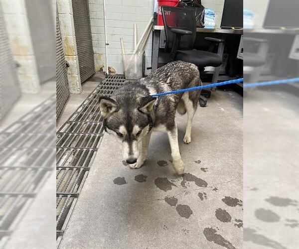 Medium Photo #1 Siberian Husky Puppy For Sale in Stockton, CA, USA