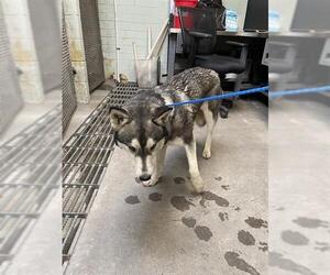 Siberian Husky Dogs for adoption in Stockton, CA, USA