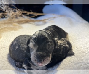 Labradoodle Puppy for sale in PEMBROKE, GA, USA