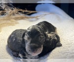 Image preview for Ad Listing. Nickname: Merle Female