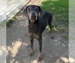 Small Doberman Pinscher