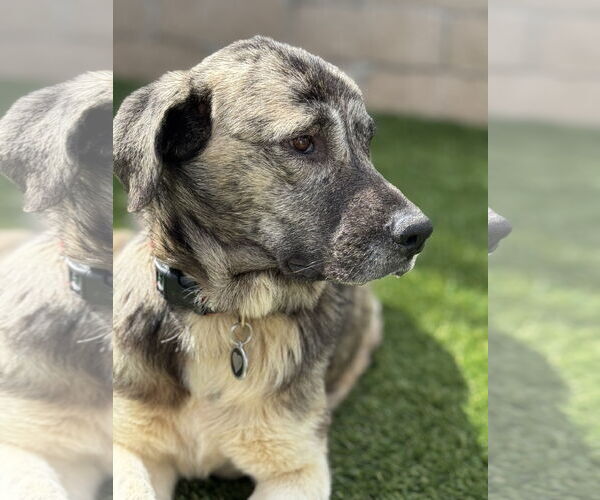 Medium Photo #2 Anatolian Shepherd-Labrador Retriever Mix Puppy For Sale in San Diego, CA, USA
