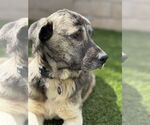 Small #1 Anatolian Shepherd-Labrador Retriever Mix