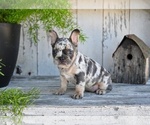 Small #2 French Bulldog