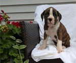 Small Photo #31 Boxer Puppy For Sale in GOSHEN, IN, USA