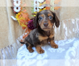 Dachshund Puppy for sale in SHILOH, OH, USA