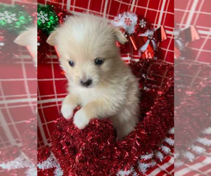 Pomeranian Puppy for sale in INDIANAPOLIS, IN, USA